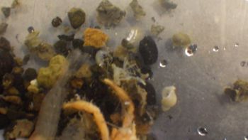 Media type: image;   Invertebrate Zoology 153106 Description: live specimen;